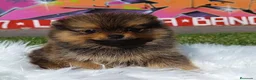 Pomerania perros en venta: POMERANIA ENVIO GRATIS  - Anuncio 3
