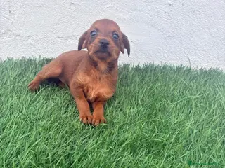 Raza Mixta perros Pootalian - Anuncio 2