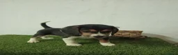 Beagle perros en venta: Beagle  - Anuncio 3