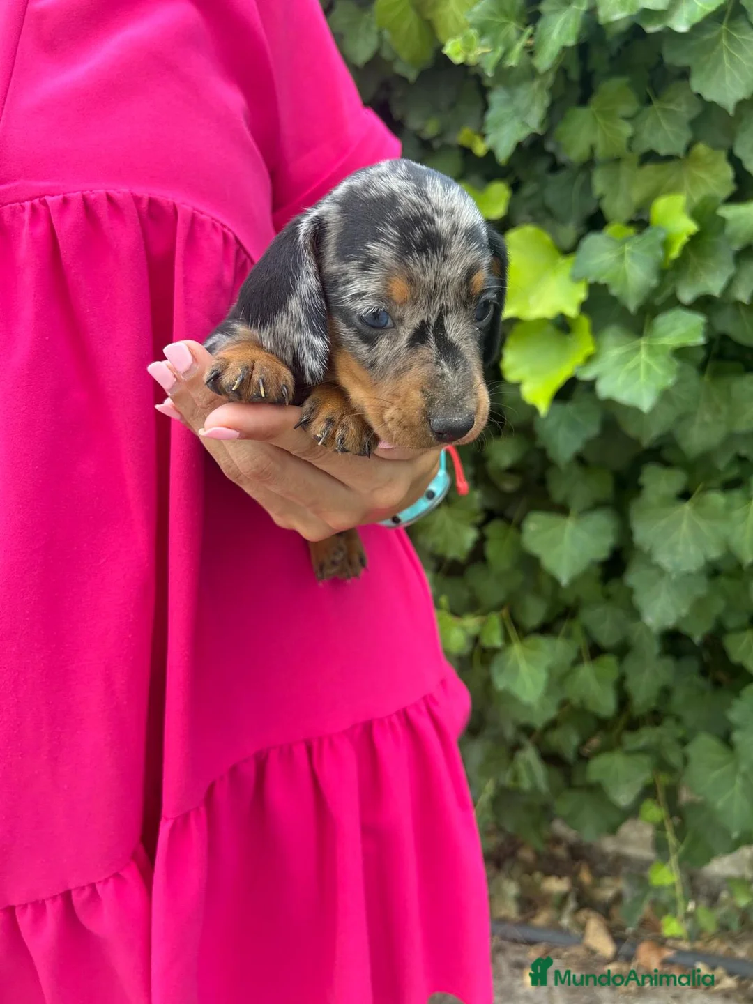 Teckel Miniatura perros en venta: teckel arlequin  - Anuncio 1
