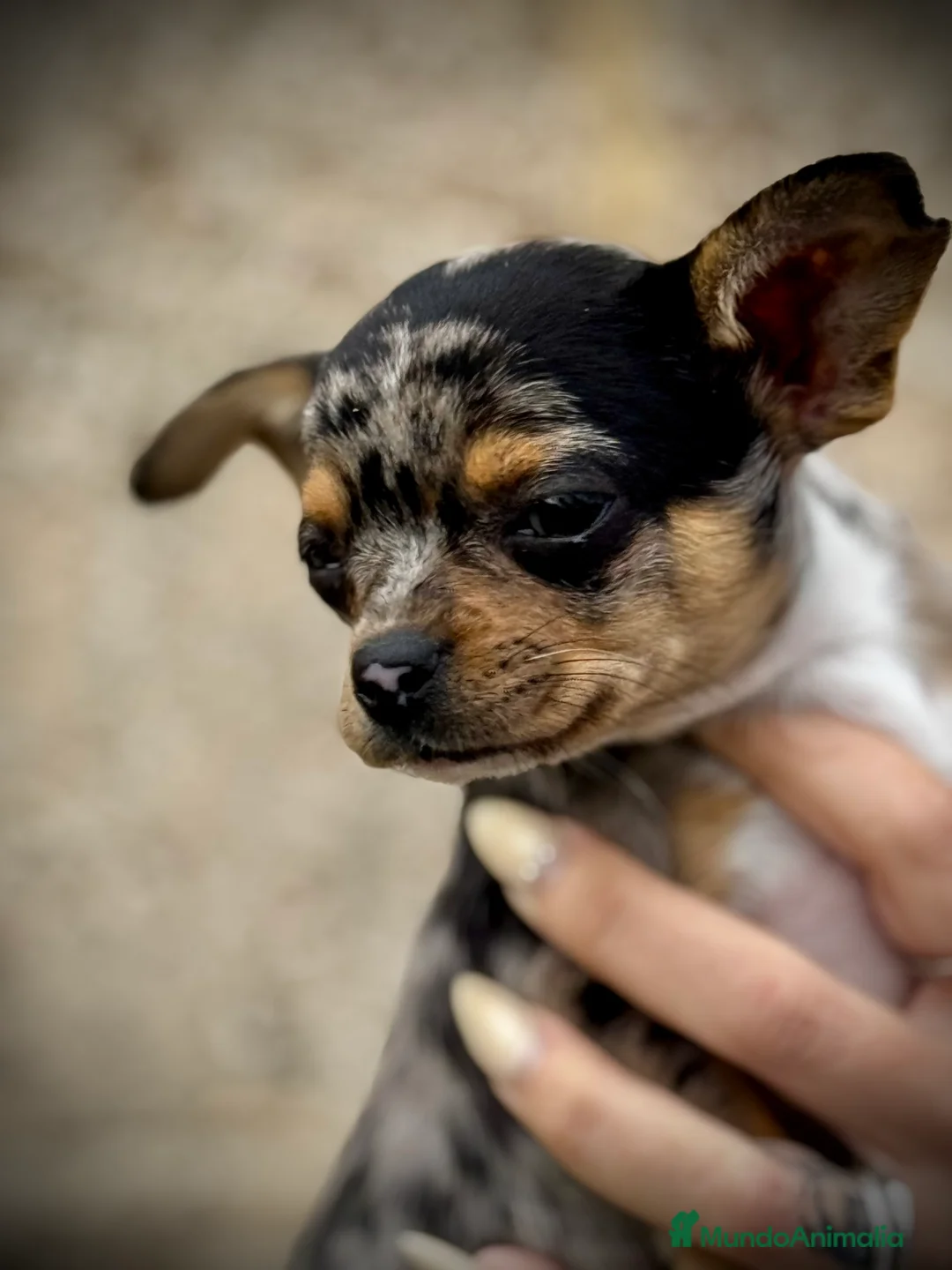 Chihuahua perros en venta: Chihuahua merle en Illes Balears - Anuncio 2