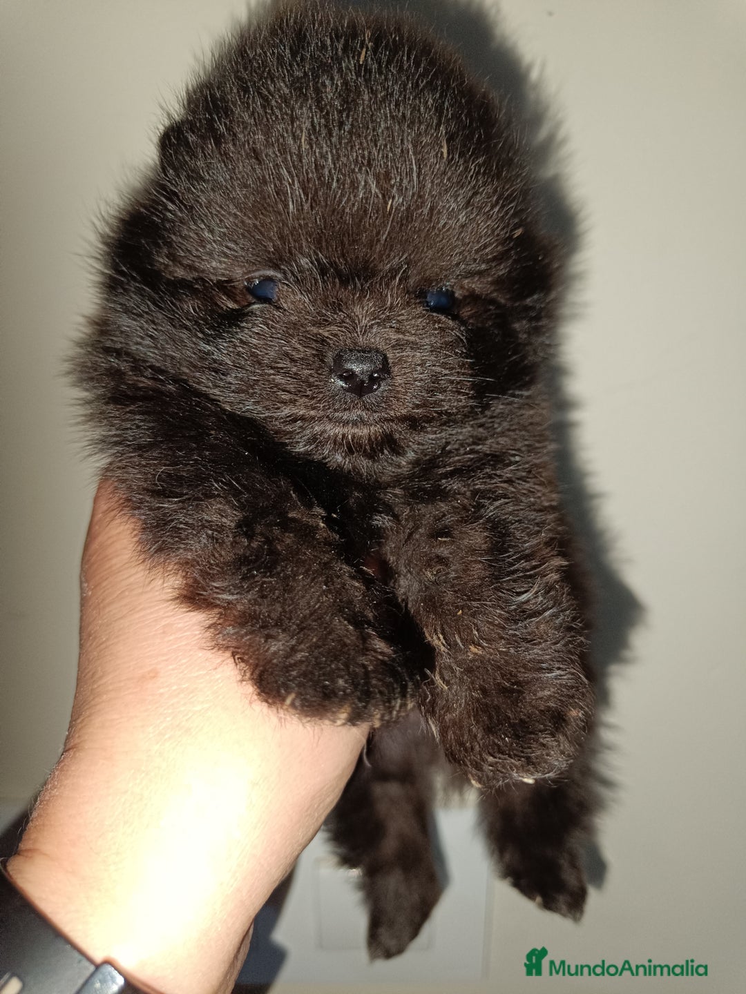 Pomerania perros en venta: Pomerania  - Anuncio 4