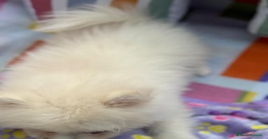 Pomerania perros - Anuncio 3