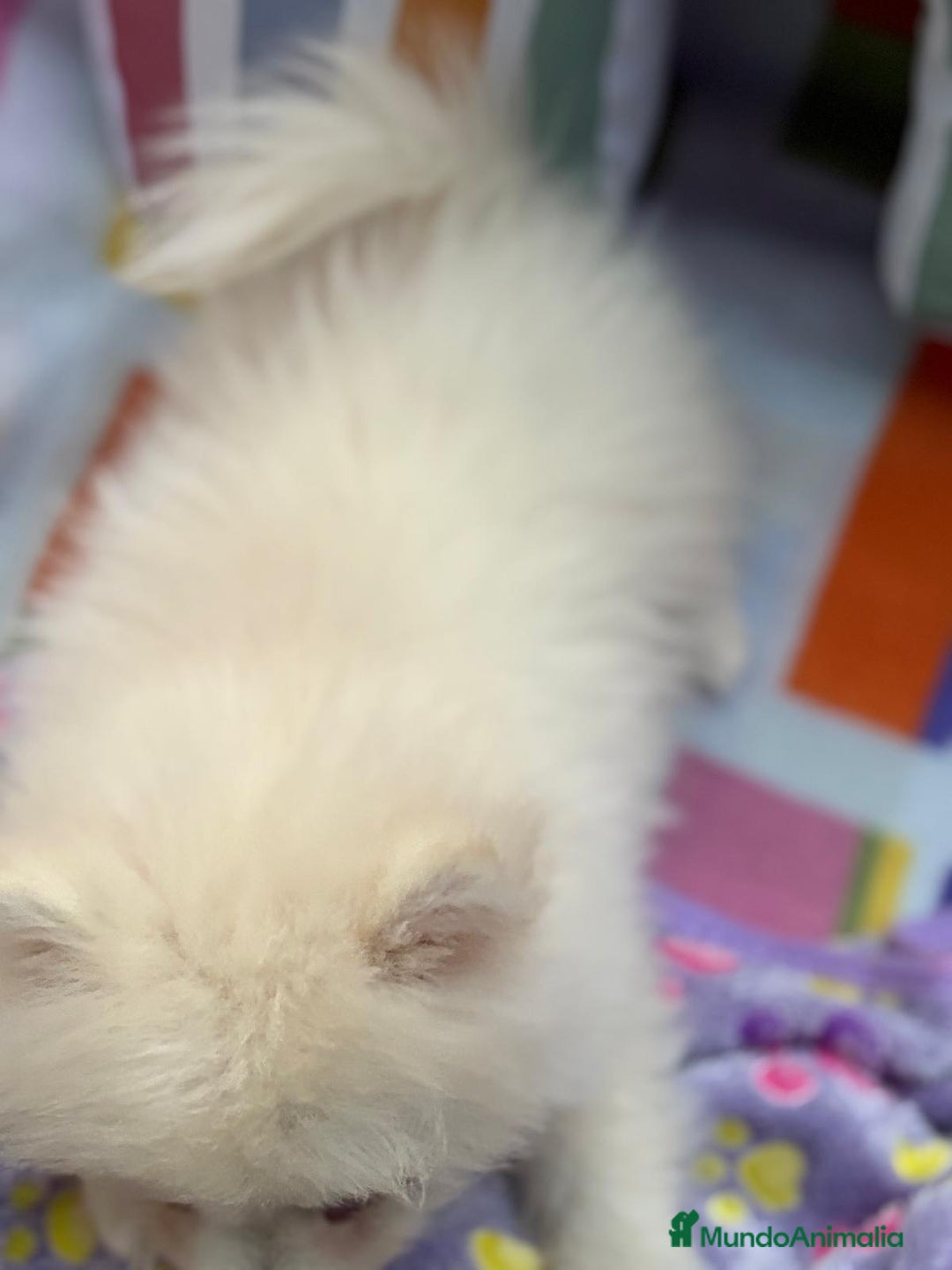 Pomerania perros en venta: Lulu pomerania toy  - Imagen 3