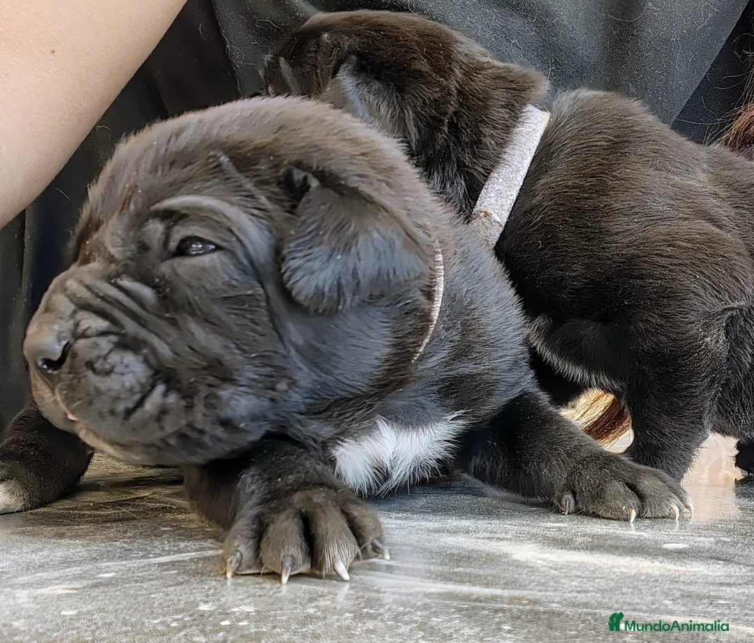 Cane Corso perros en venta: Cane corso - Anuncio 2