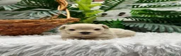 Maltipoo perros en venta: MALTIPOO 100%  - Anuncio 15