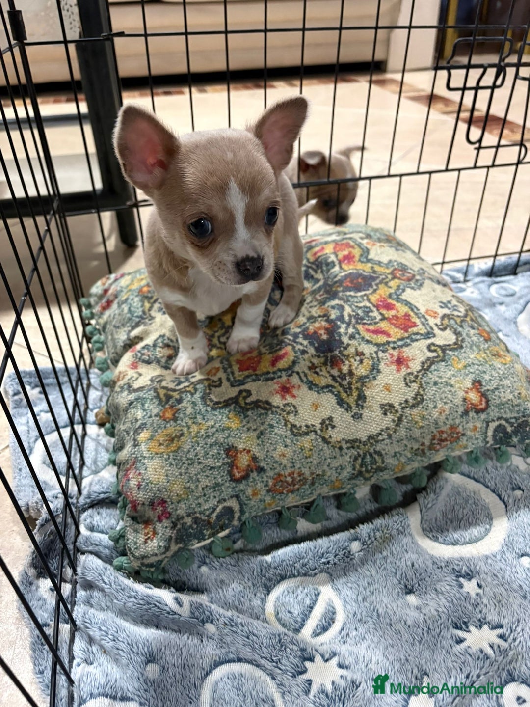 Chihuahua perros en venta: chihuahua toy marron blue ojos azules  - Anuncio 3