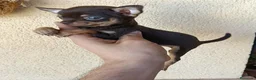 Chihuahua perros en venta: Machito Chihuahua Chocolate Fuego Toy - Anuncio 2
