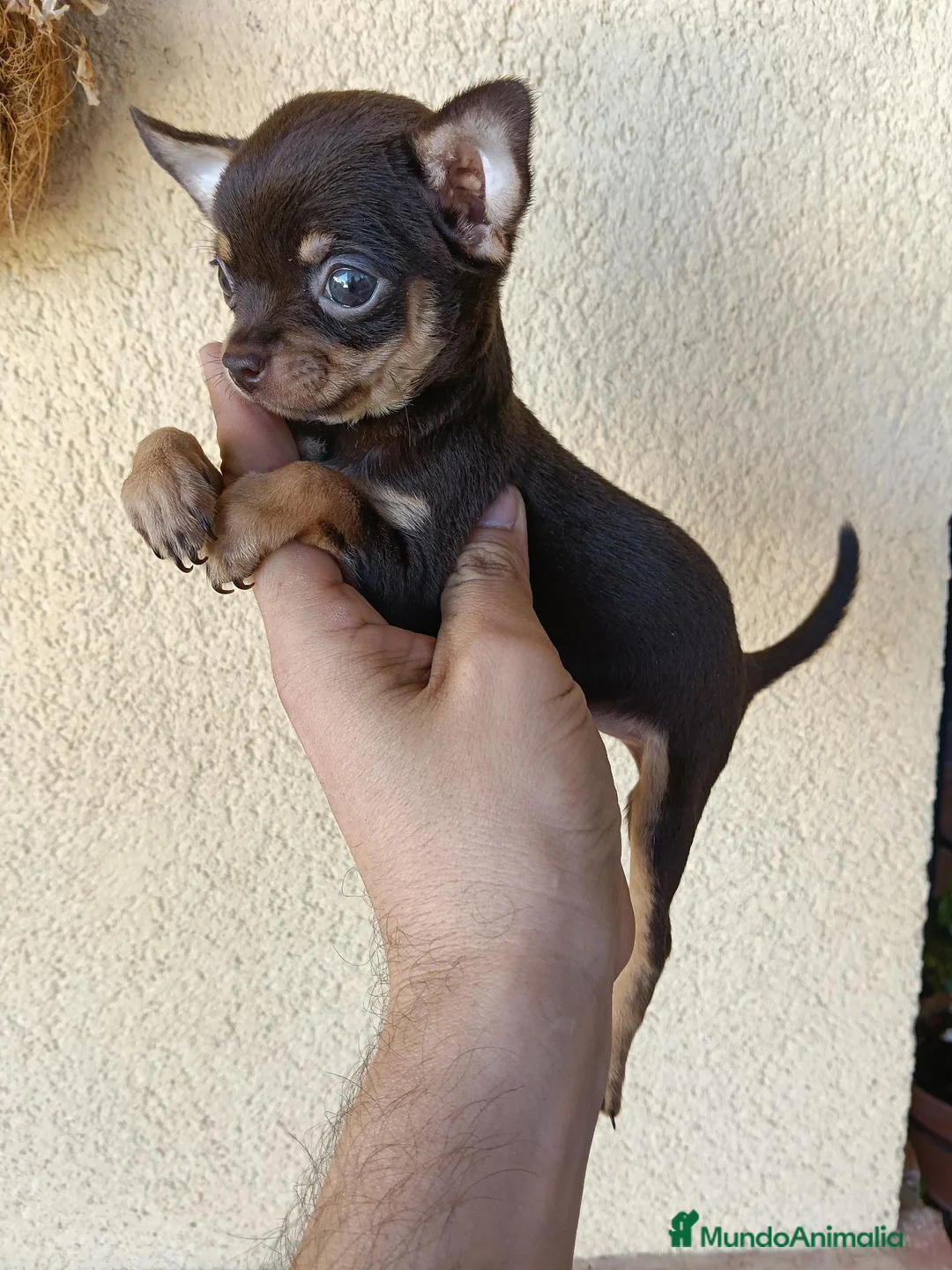 Chihuahua perros en venta: Machito Chihuahua Chocolate Fuego Toy - Anuncio 2