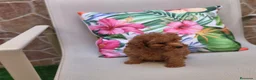 Caniche Toy perros en venta: Caniche toy  - Anuncio 6