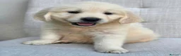Golden Retriever perros en venta: GOLDEN RETRIEVER EN CATALUÑA  - Anuncio 3