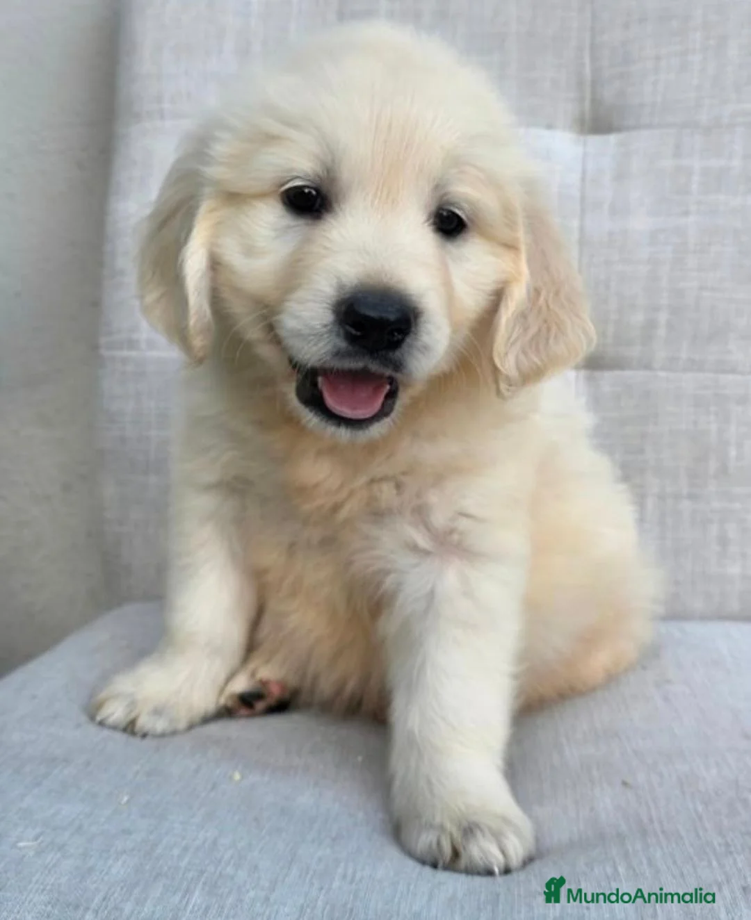 Golden Retriever perros en venta: GOLDEN RETRIEVER EN CATALUÑA  - Anuncio 3