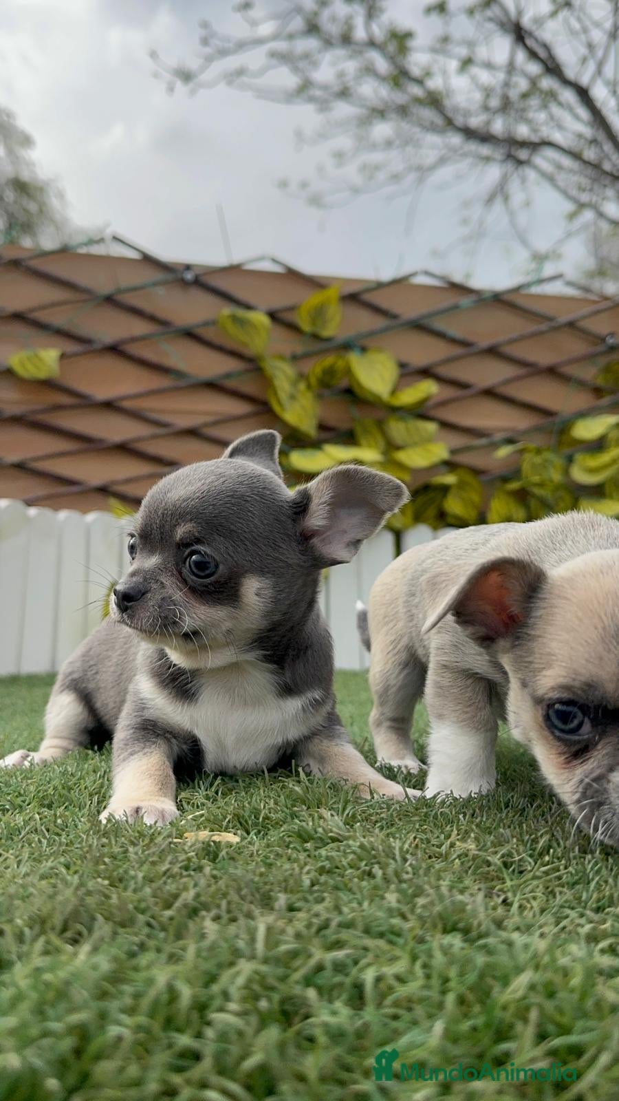 Chihuahua perros CHIHUAHUA  - Anuncio 1