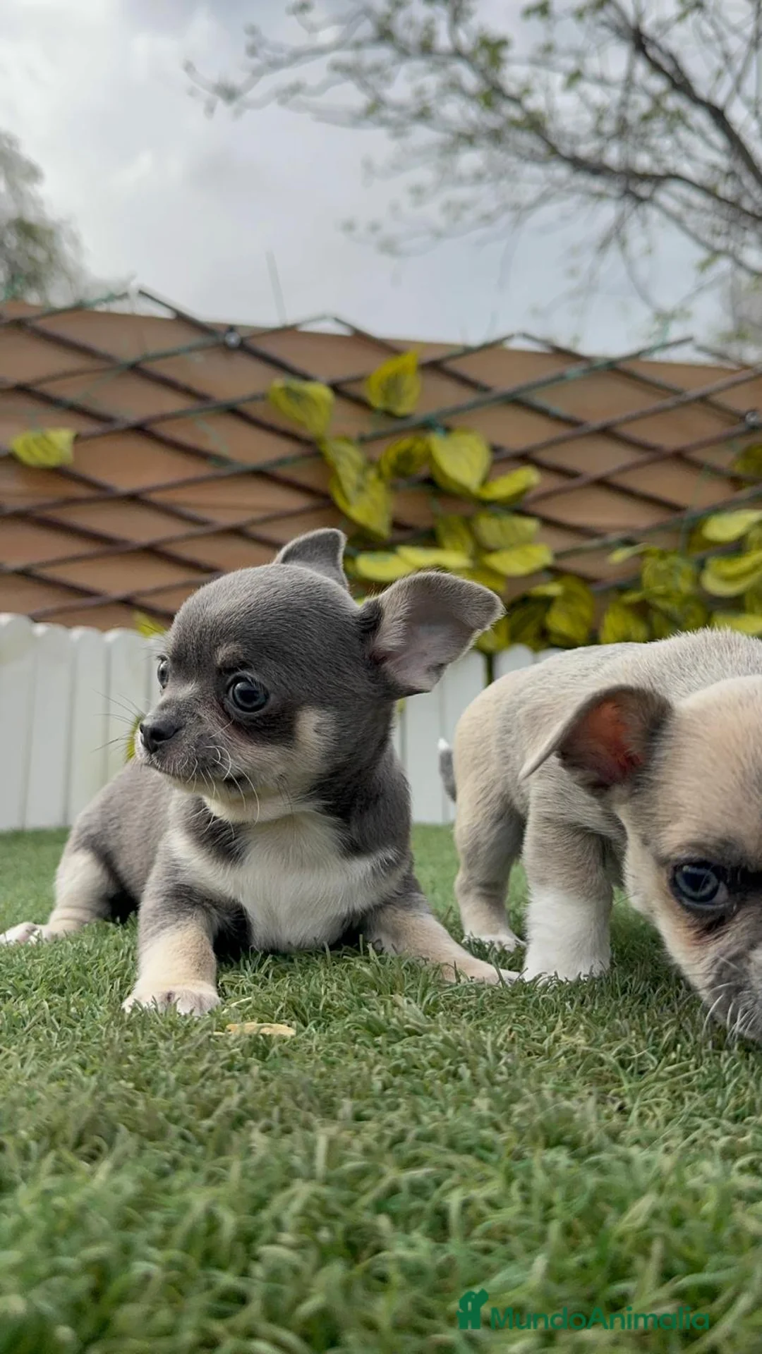 Chihuahua perros en venta: CHIHUAHUA  - Anuncio 1