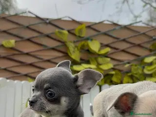 Chihuahua perros CHIHUAHUA - Anuncio 1
