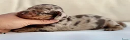 Teckel Miniatura perros en venta: PRECIOSA HEMBRITA DE TECKEL ARLEQUÍN CHOCOLATE - Anuncio 3