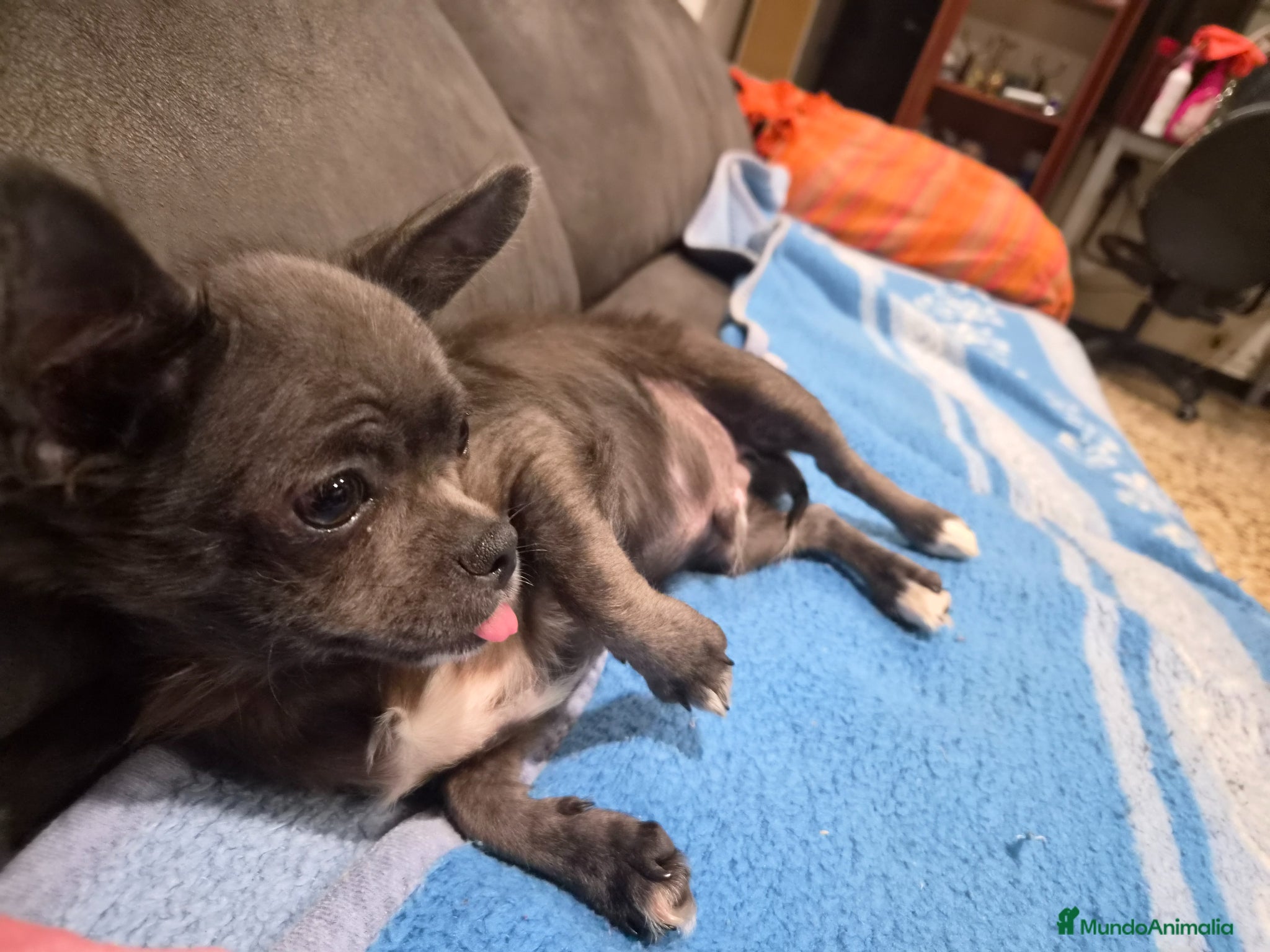 Chihuahua perros Chihuahua línea rusa - Anuncio 25