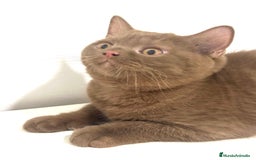 Británico de Pelo Corto gatos en venta: Macho british cinnamon - Imagen 3