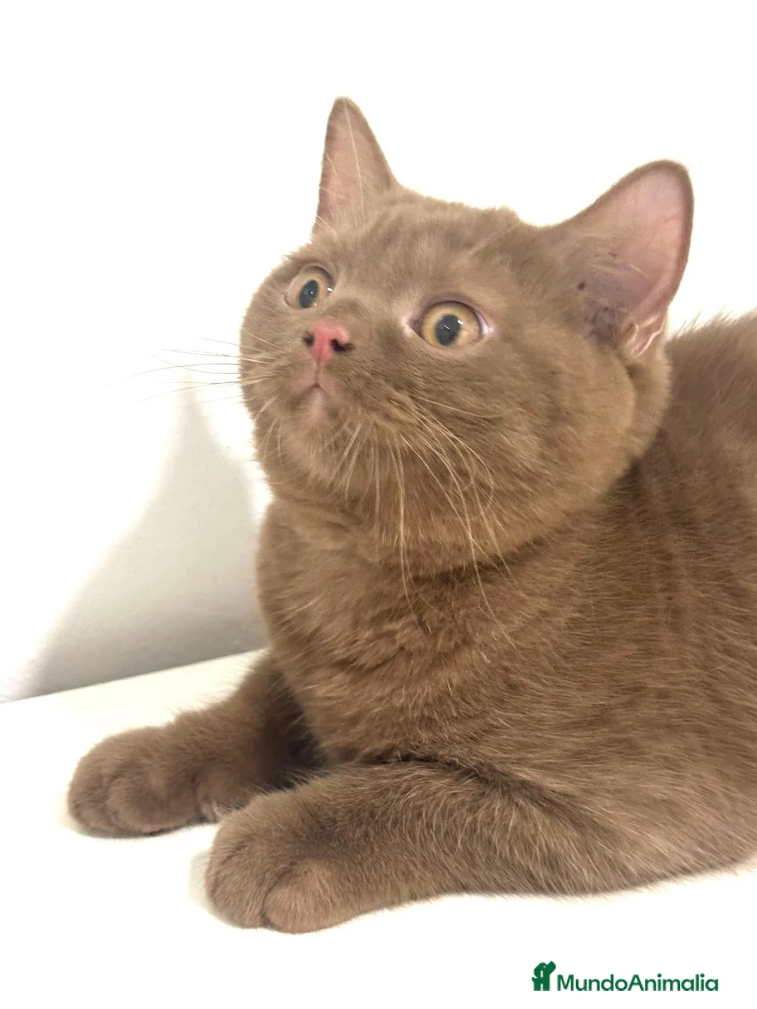 Británico de Pelo Corto gatos en venta: Macho british cinnamon - Anuncio 3