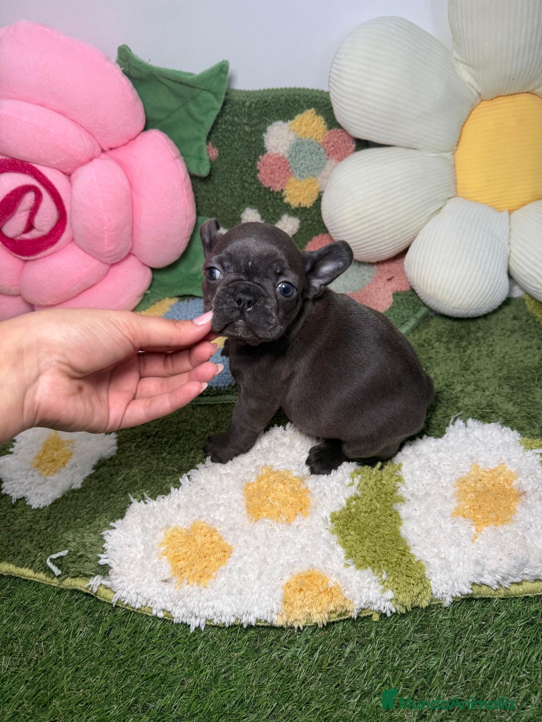 Bulldog Francés perros en venta: Bulldog Francés Blue Hembra - Anuncio 2