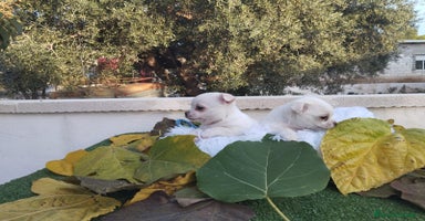 Chihuahua perros - Anuncio 9