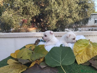 Chihuahua perros - Anuncio 5