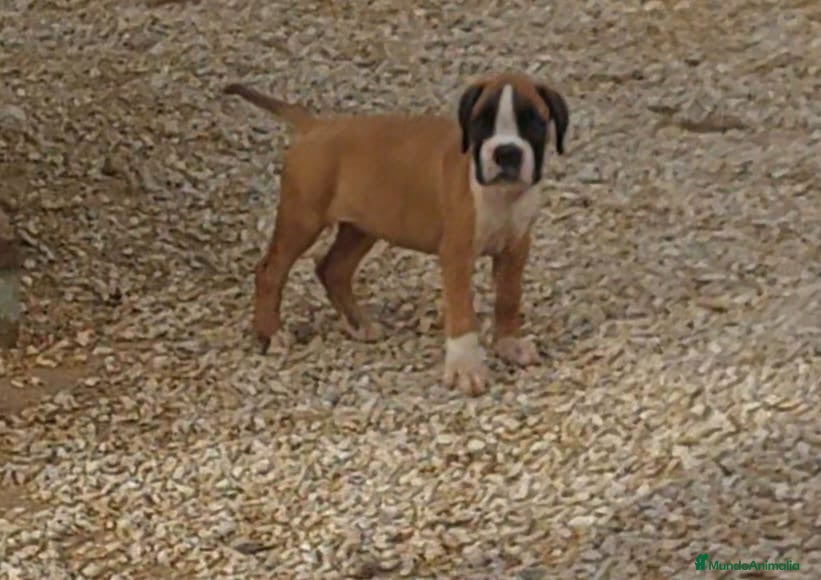 Boxer perros Boxer - Anuncio 1