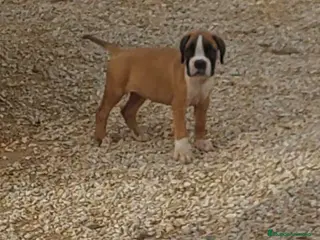 Boxer perros Boxer - Anuncio 1