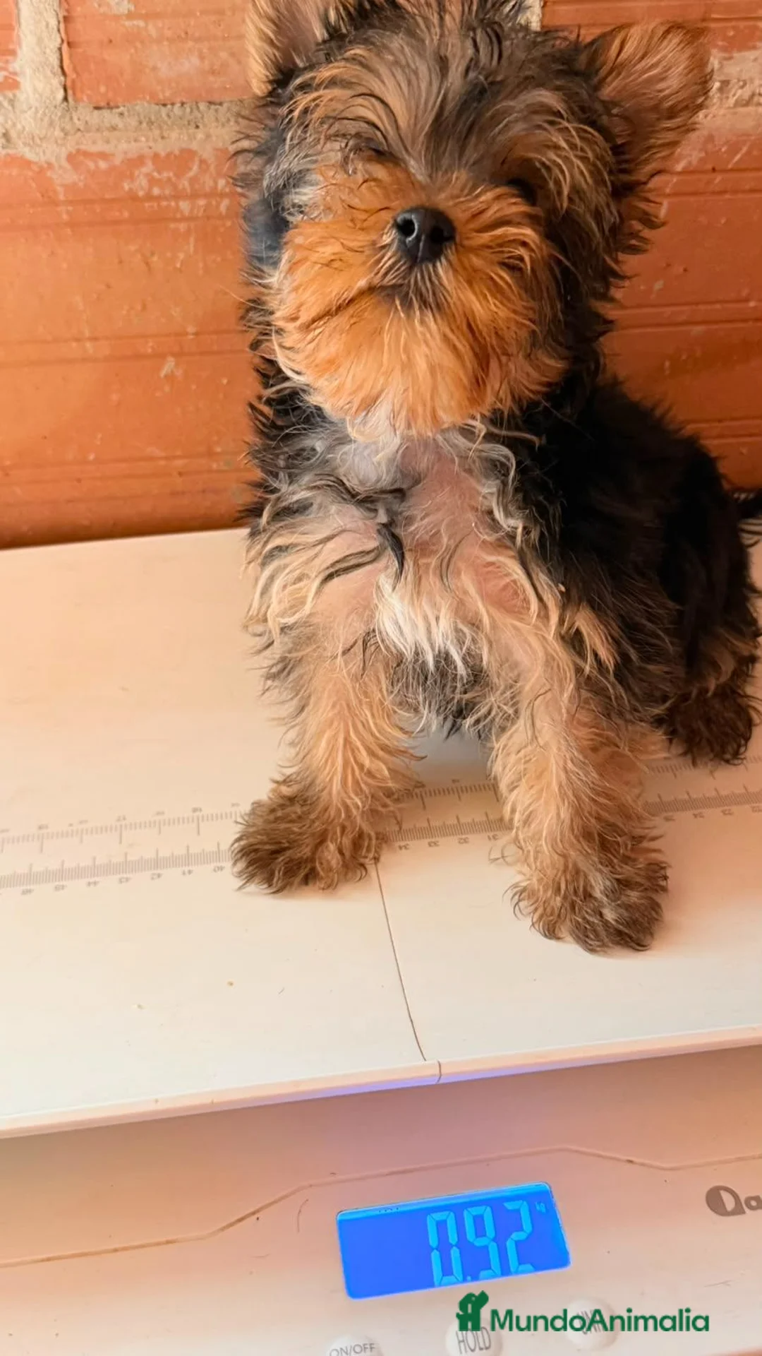 Yorkshire Terrier perros en venta: Yorkshire terrier hembra - Anuncio 1