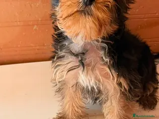 Yorkshire Terrier perros Yorkshire terrier hembra - Anuncio 3