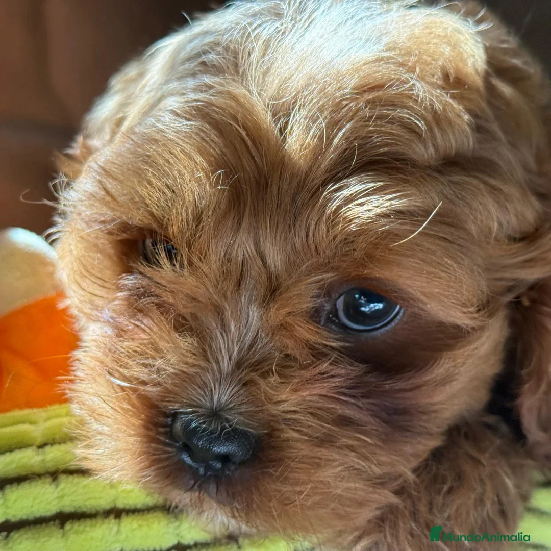 Cavapoo perros en venta: Preciosa cachorrita raza Cavapoo en Granada - Anuncio 4