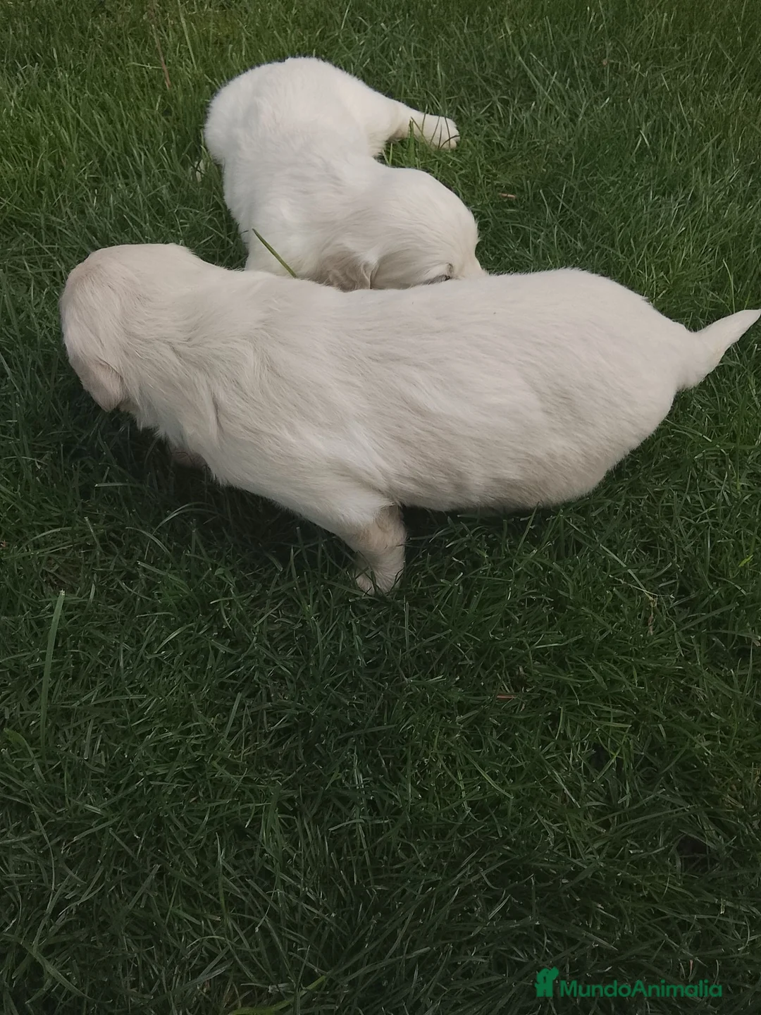 Golden Retriever perros en venta: Cacharros de golden retriever  - Anuncio 2
