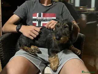 Teckel perros Teckel - Anuncio 1