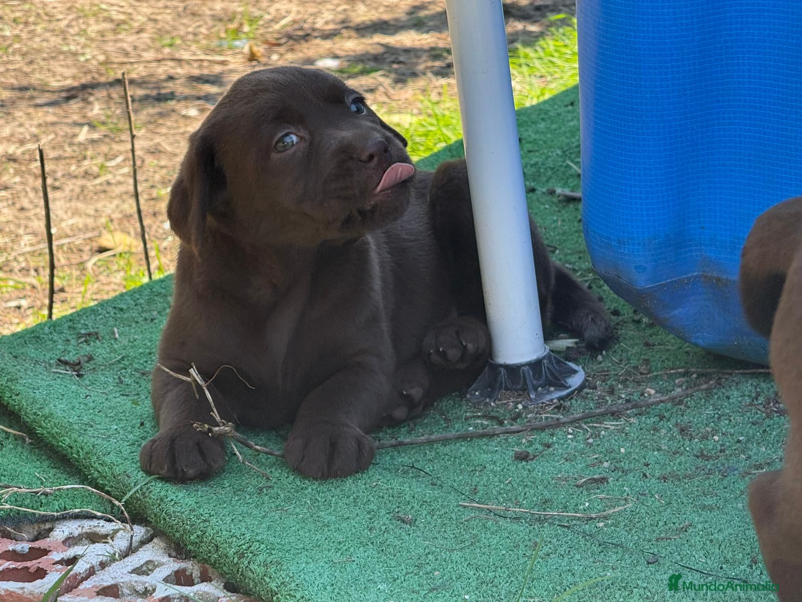 Labrador Retriever perros en venta: Labrador Retriever - Anuncio 4