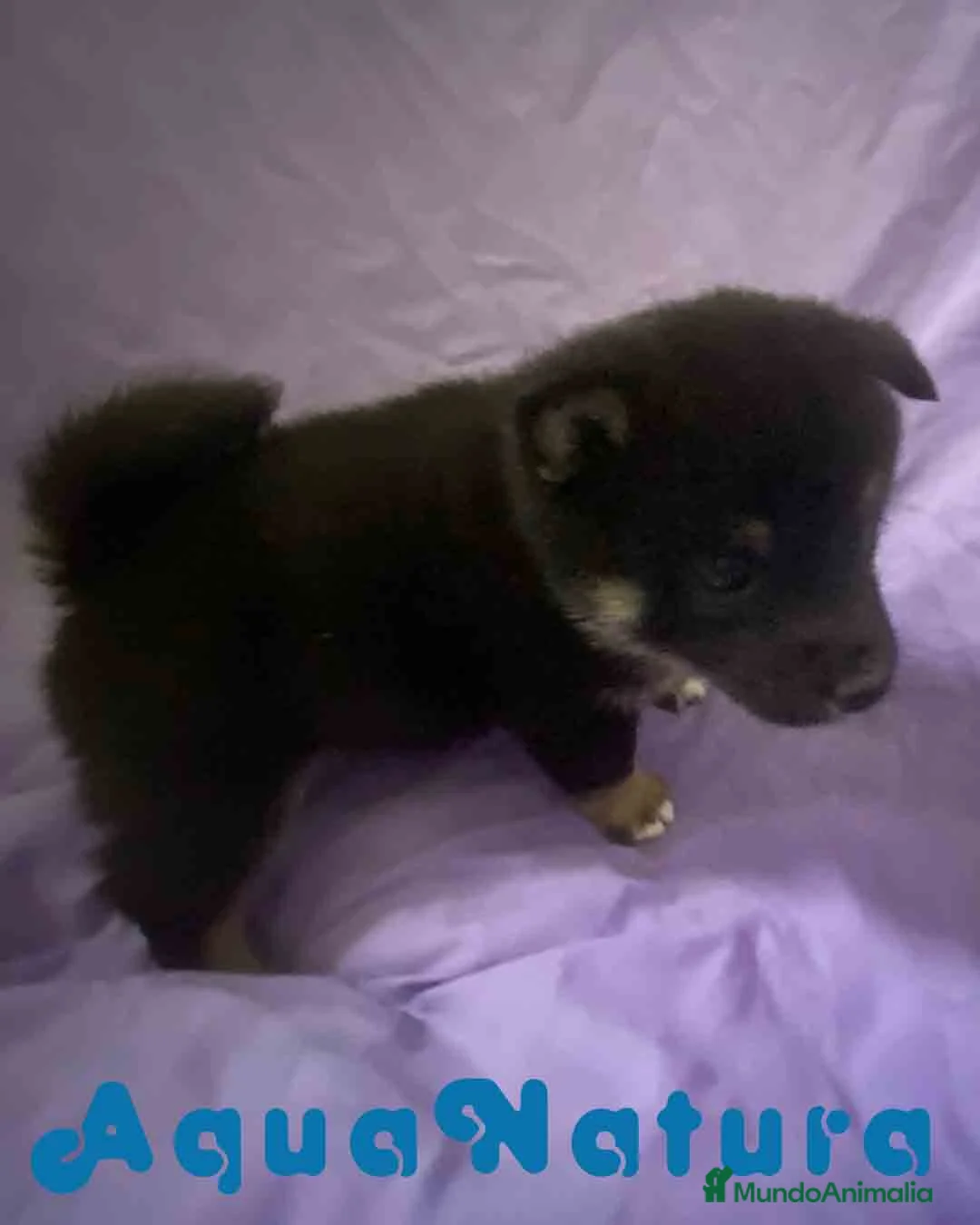 Shiba Inu perros en venta: Shiba Inu Hembra de Magui AQUANATURA - Anuncio 1