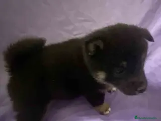 Shiba Inu perros Shiba Inu Hembra de Magui AQUANATURA - Anuncio 2