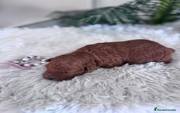 Caniche Toy perros en venta: CANICHE TOY HEMBRA - Anuncio 15