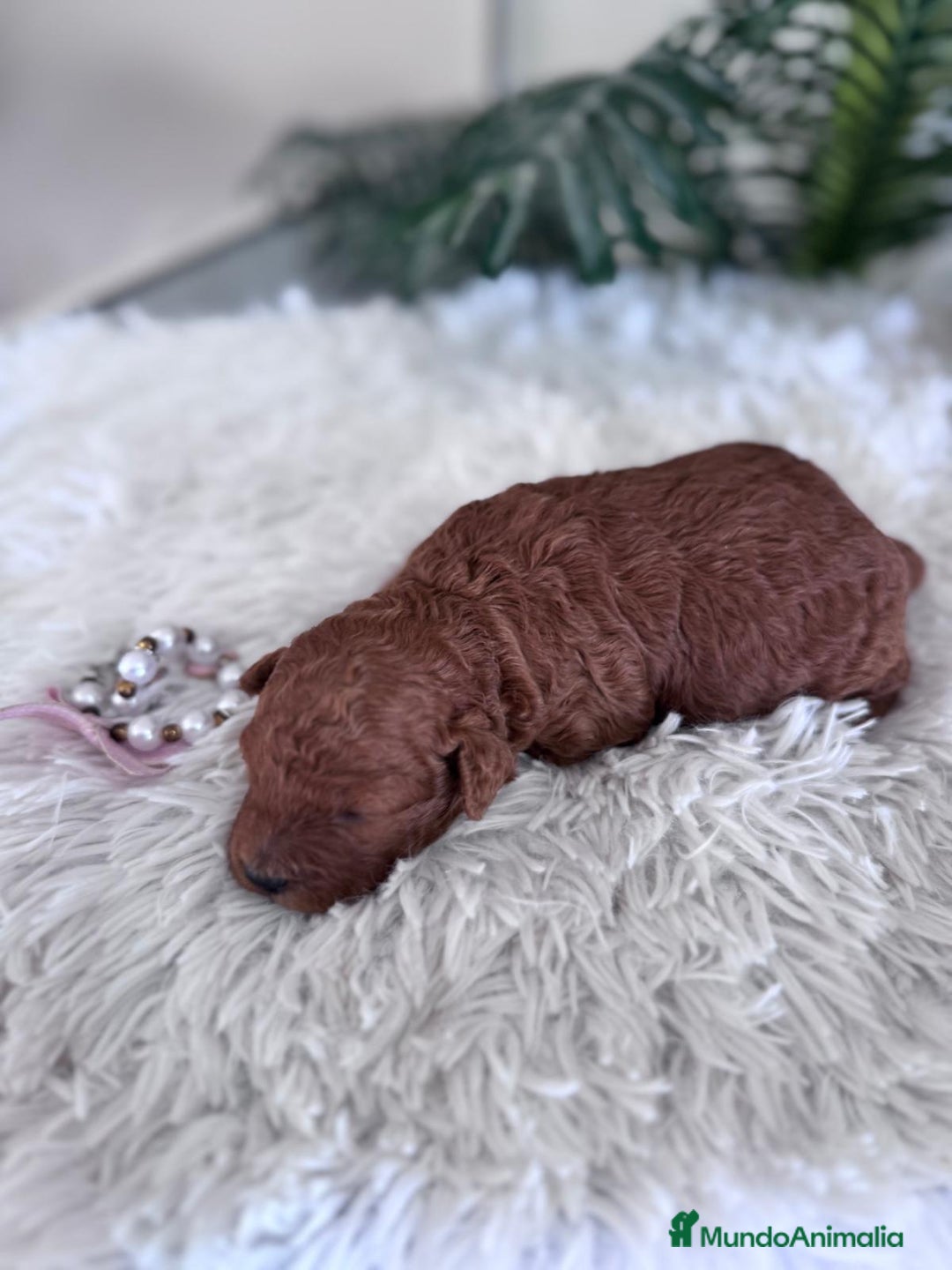 Caniche Toy perros en venta: CANICHE TOY HEMBRA - Anuncio 15