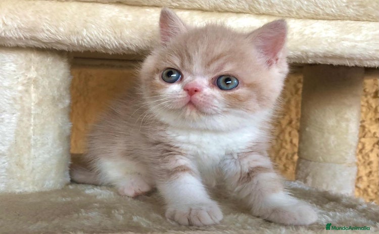 Exótico de Pelo Corto gatos - Anuncio 1