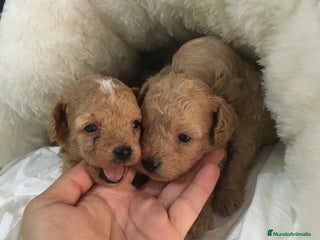 Maltipoo perros - Anuncio 9