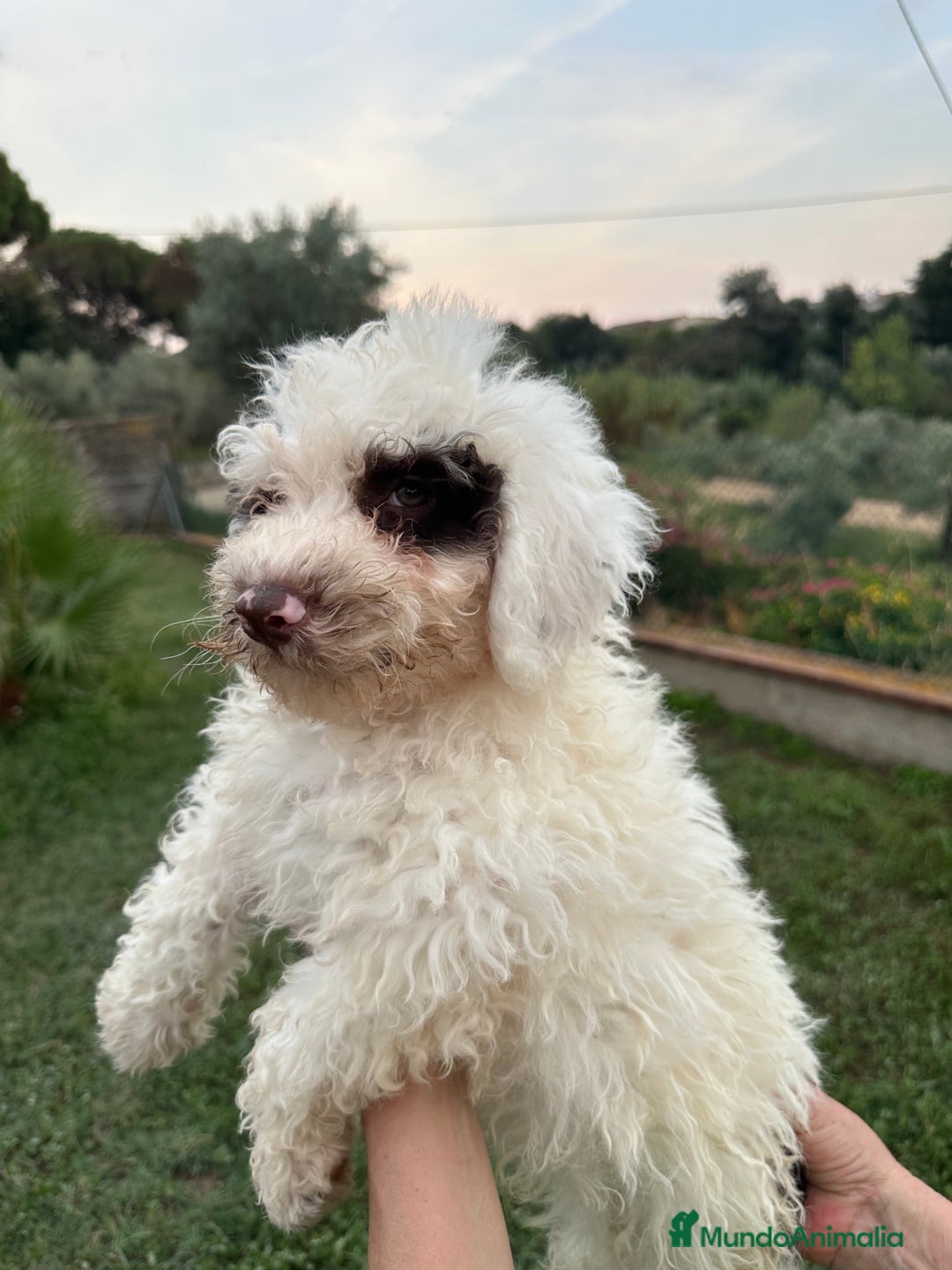 Perro de Agua Español perros en venta: Perro de Agua - Imagen 1