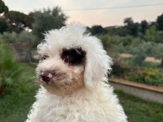 Perro de Agua Español perros - Anuncio 8
