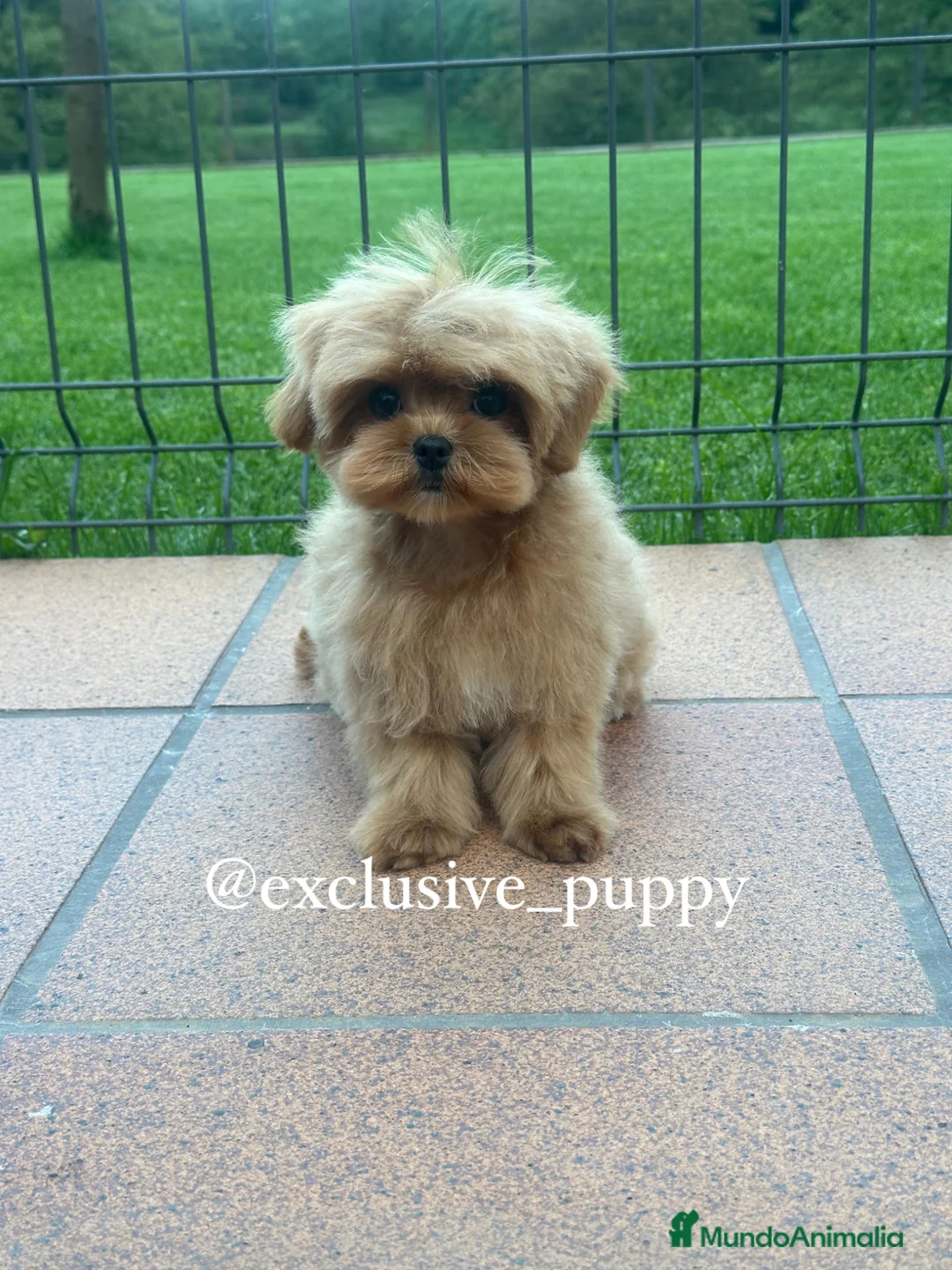 Maltipoo perros en venta: 🥇 Espectacular Maltipoo Toy Alta Calidad  - Anuncio 2
