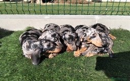 Teckel perros en venta: Teckel Arlequin - Imagen 2