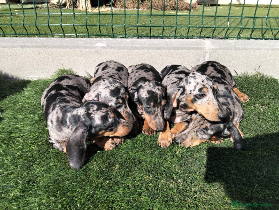 Teckel perros en venta: Teckel Arlequin - Imagen 2