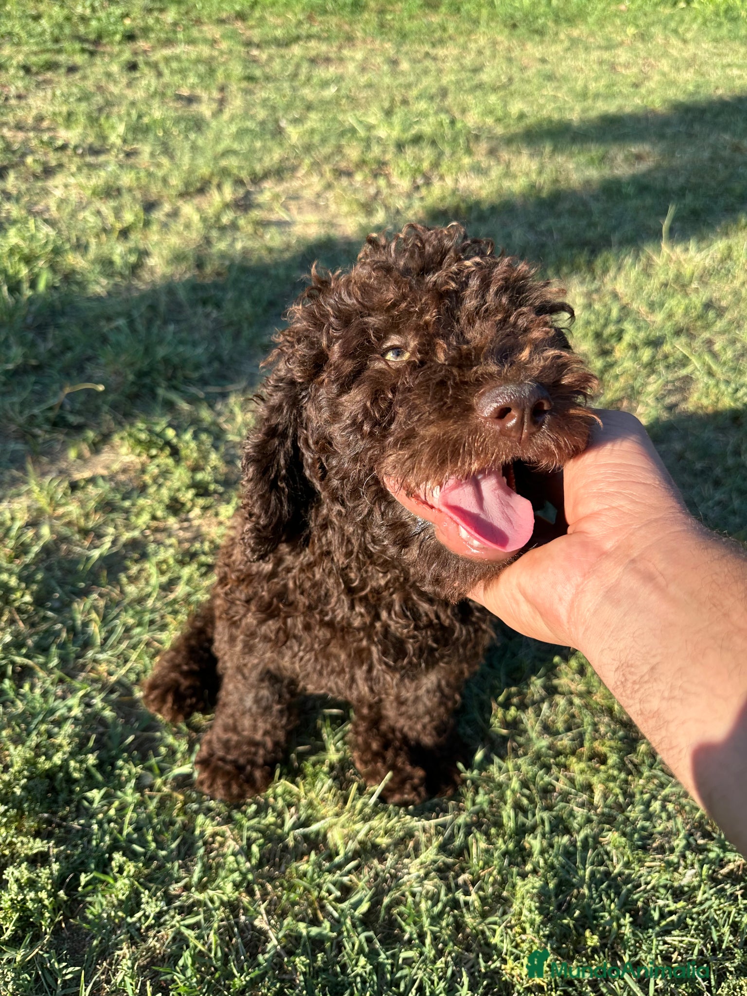 Perro de Agua Español perros perro de aguas cachorros  - Anuncio 1