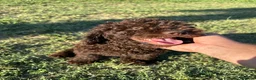 Perro de Agua Español perros en venta: perro de aguas cachorros  - Anuncio 1
