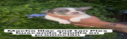 Bulldog Francés perros en venta: ✨ CAMADA EXCLUSIVA | LILAC & TAN ✨ - Anuncio 7
