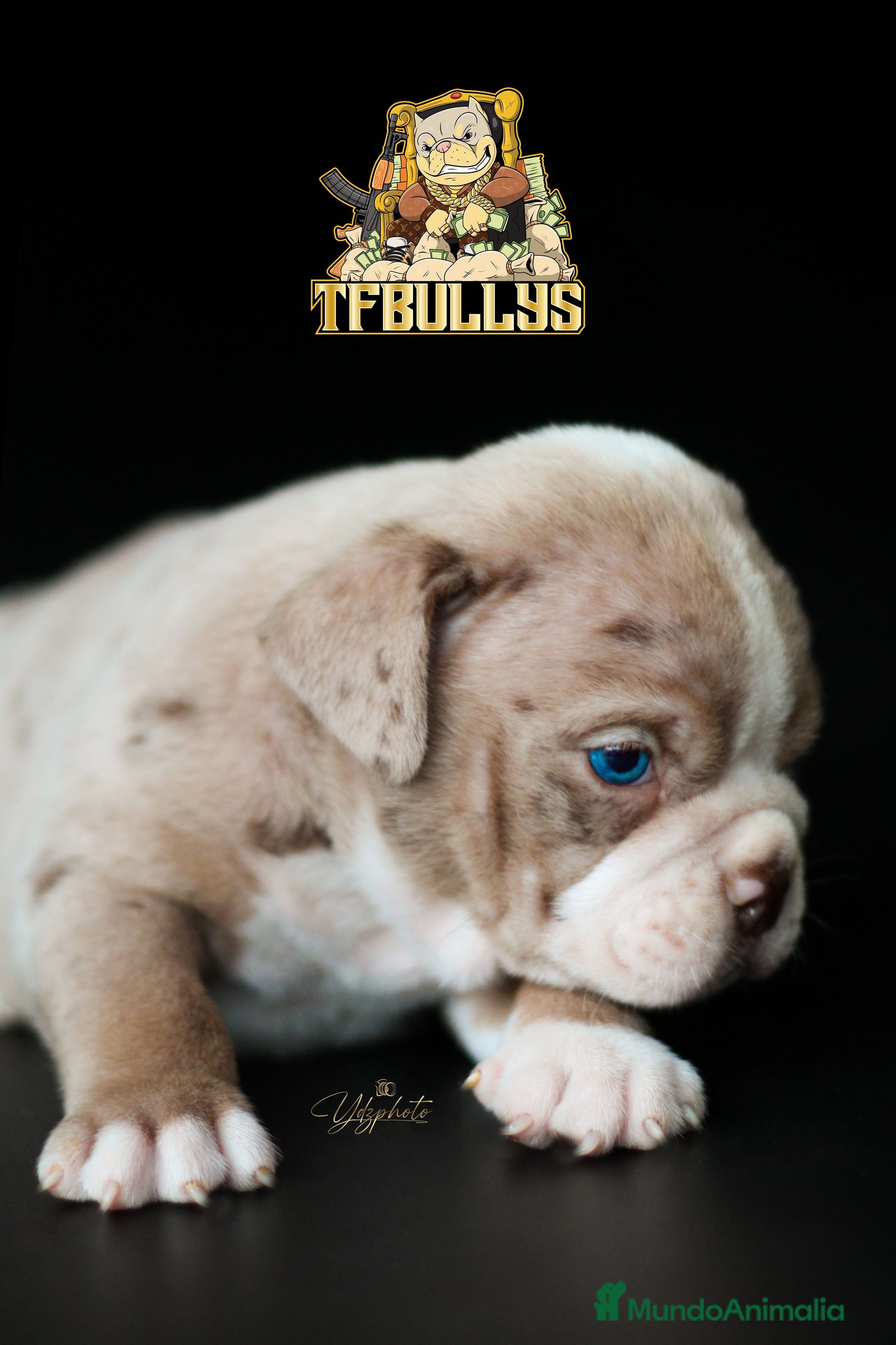 American Bully perros American Bully merle - TFBullys -  en Cantabria - Anuncio 2