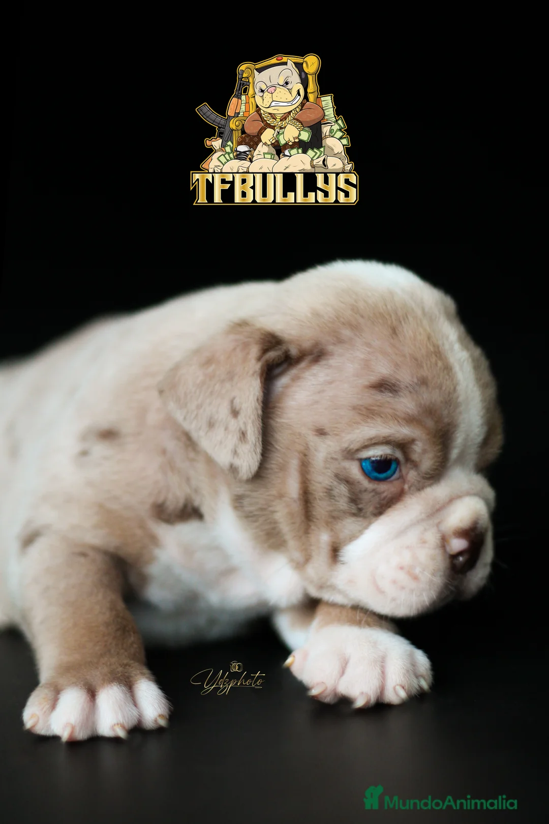 American Bully perros en venta: American Bully merle - TFBullys -  en Cantabria - Anuncio 2